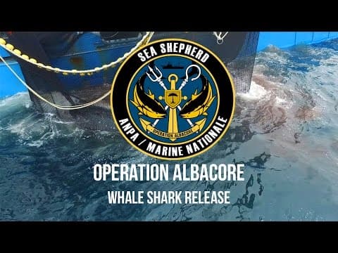 Operation Albacore: Whale Shark Release