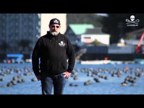 Taiji, Japan: If dolphins could fly, they'd leave this place