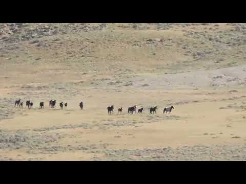 North Landers Complex, WY BLM Wild Horse Round-Up 7/1/24 Video 4