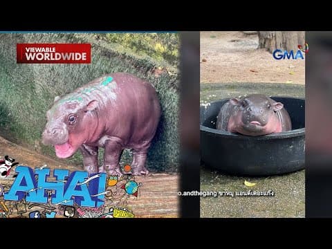 Meet Moo Deng, the very cutesy pygmy hippo! | AHA!