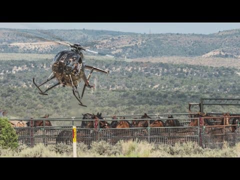 American Wild Horse Campaign raises concerns about wild horse round-up