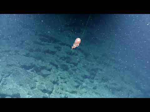 From Sand to Slopes - 2023 Johnston Atoll Expedition Begins! | Nautilus Live
