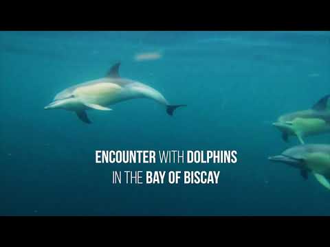 Dolphin Encounter in the Bay of Biscay, France