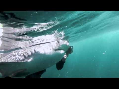 Operation Apex Harmony: Tiger Shark Nursed Back to Life!