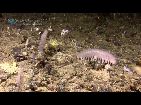 Indonesia-USA Deep-sea Exploration: July 11, 2010 Highlights