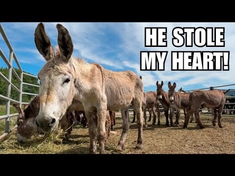 BLM Adoption event ~ SO many gorgeous HORSES and Burros!