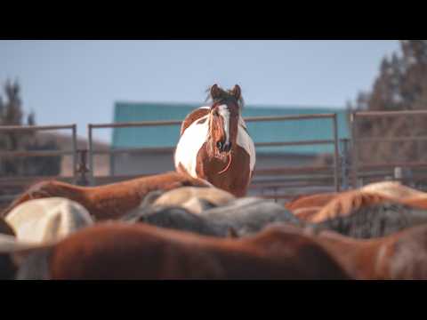Hundreds Of Wild Mustangs Need Homes! Which One Should We Adopt???