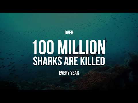 Stop the Shark Killers Now: Extinction is Forever