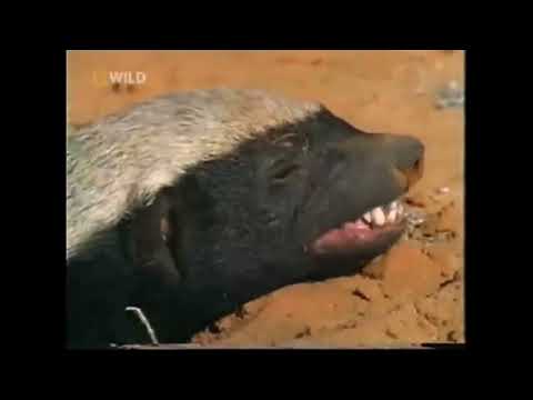 The Crazy Nastyass Honey Badger (original narration by Randall)