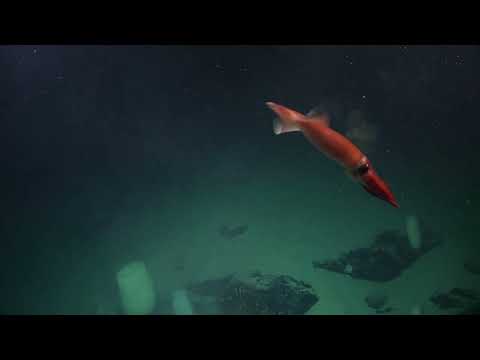 Climate Connections at the Ice-Sea Interface | 4K ROV Highlights
