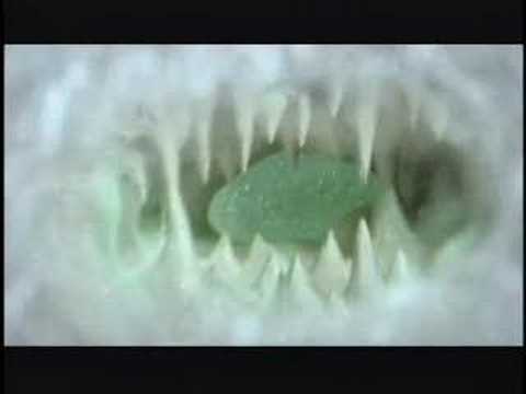 Holopaw - Curious