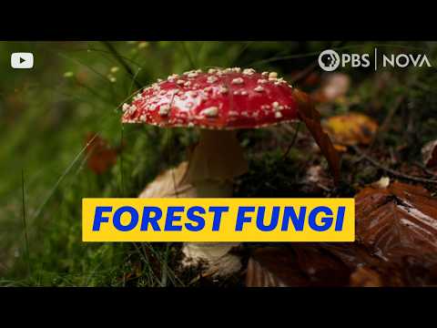 The Underground Network That Helps Forests Survive