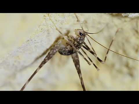 Adapted to the Dark: The World of Cave Crickets