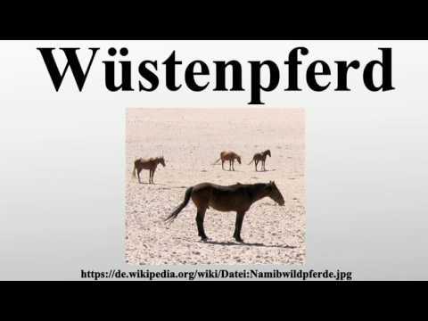Wüstenpferd