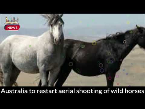 Controversial Aerial Shooting of Wild Horses Approved in Australia | Protecting Native