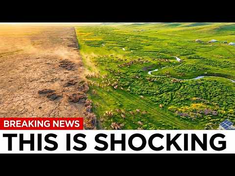 Mongolia Had Zero Wild Horses Left - They Released a Few and 1,000 Transformed the Grasslands