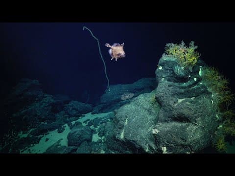 Underwater Majesty | Seamounts of the Southeast Pacific - Week 3