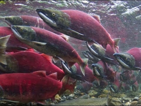Tragedy of the Red Salmon, Episode 14 of 37, Jacques Cousteau Odyssey. The real Life Aquatic