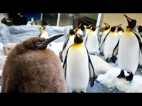 Melbourne aquarium's Pesto the penguin goes viral