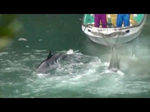 Dolphins herded to the Cove and slaughtered on November 13th
