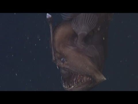 Elusive black seadevil, up close