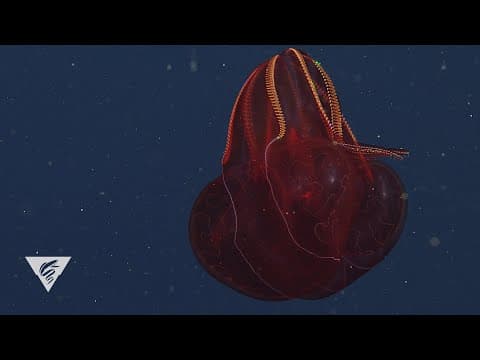 The bloody-belly comb jelly