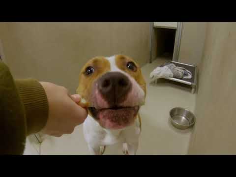 Kerstsnacks voor onze honden