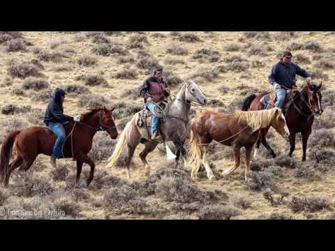 Honor. The horse who fought a helicopter. (See descr for eyewitness). #mustang#passthesafeact