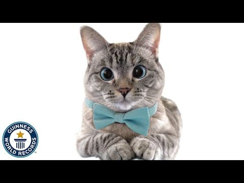 Nala - the most famous cat on Instagram
