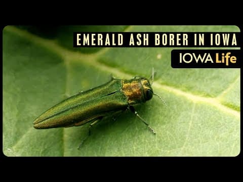The emerald ash borer invasion