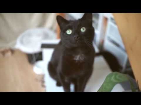 Rou, adoptiefilmpje