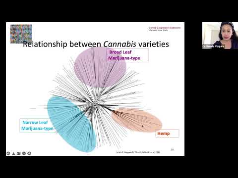 Daniela Vergara on hemp diversity and genetics
