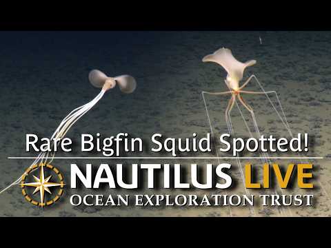 Rare bigfin squid in the Cook Islands deep