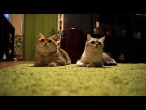 Family life with Hosico