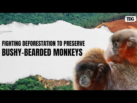 The vanishing primates