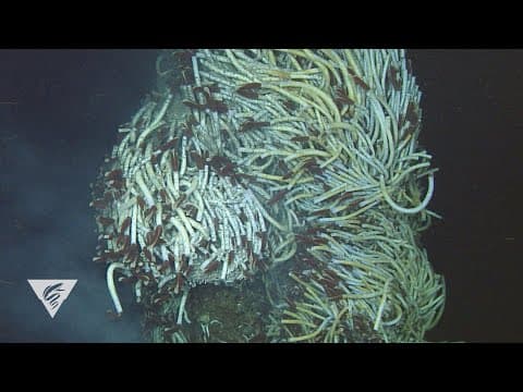Weird and Wonderful: giant tubeworms