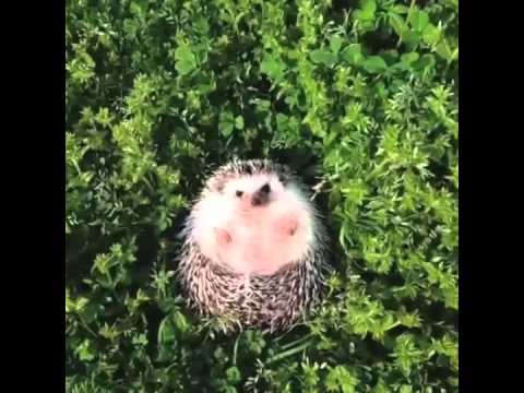 Marutaro the Hedgehog Vine Movies compilation