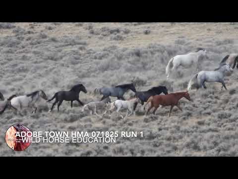 Adobe Town HMA, Wyoming Wild Horse Roundup, Run1 07/18/25