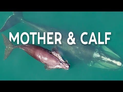 [Rare Footage] Swim Alongside a Right Whale and Her Calf