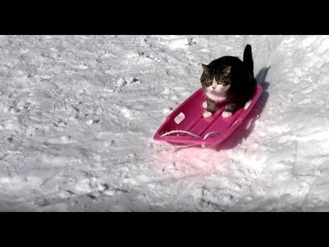 The sled and Maru