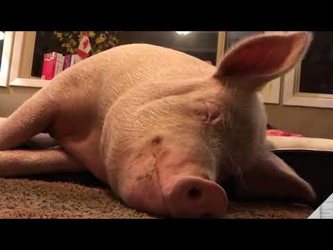 Who is Esther the Wonder Pig?
