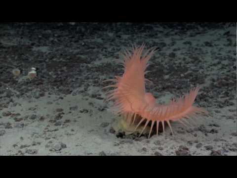 Okeanos Explorer: 2010 highlights
