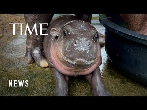 She's an Icon, She's a Legend, and She Is the Moment. Meet Viral Baby Hippo Moo Deng