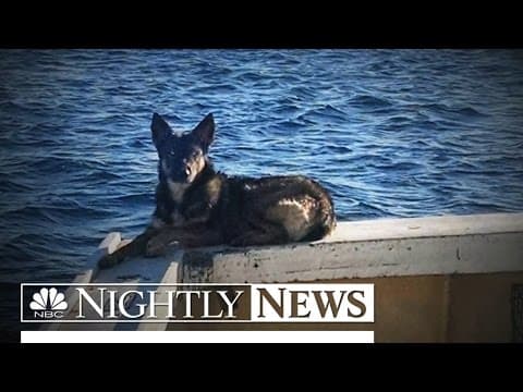 Puppy Lost at Sea for 5 Weeks is Found by U.S. Navy | NBC Nightly News