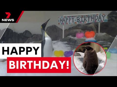 Pesto the Penguin Turns One