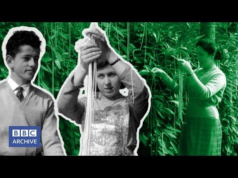 BBC Panorama's spaghetti harvest