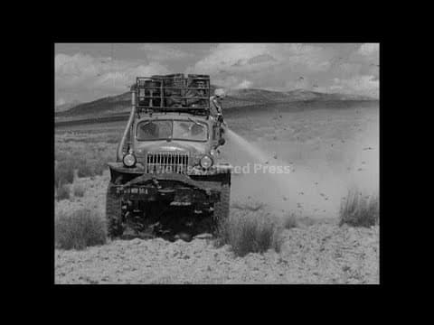 The North African locust invasions