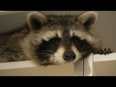 From vermin to viral: The raccoon with thousands of Instagram followers