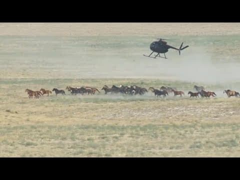FOX 13 News 360: Controversy behind wild horse roundups
