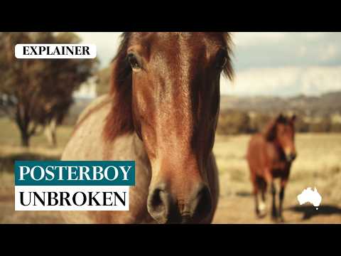 How the High Country’s most famous brumby dodged the bullets